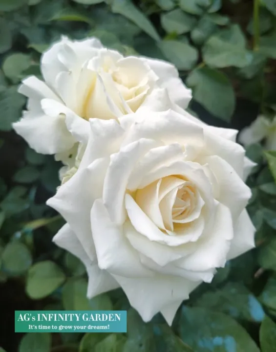 American White Rose With FREE plastic pot( Real and Lowest Price ) AGs ...