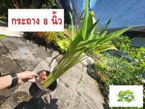 👑ต้นคล้าน้ำช่อห้อย ส่งทั้งกระถาง และ แบบส่งล้างรากตัดใบ ไม้กระถาง ไม้ใบ ไม้น้ำ บ่อบัว👑