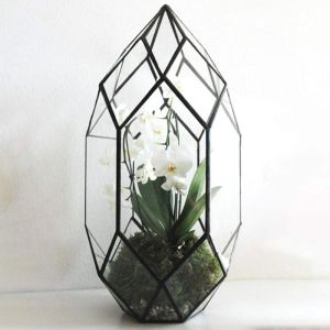 Ferrisland Glass Plant Terrarium Container Wardian Case Indoor Small Succulent Terrarium Planter w/Door for Tabletop Decor DIY - 5.0"x4.3"x4.3"