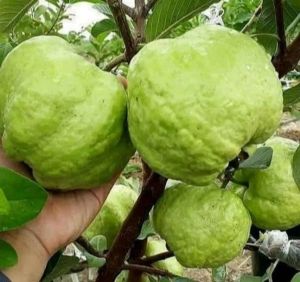 Bibit Tanaman Jambu Kristal Putih Non Biji