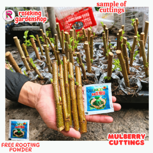 mulberry 3+1  HIGH QUALITY CUTTINGS WITH ROOT POWDER