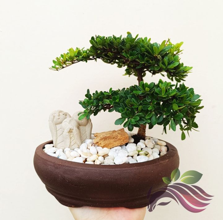 Bonsai] Mini Bucida Bonsai  Thai Bonsai by LS Group Shrubs And Tree  Seeds Mini Bucida W Deco - Lazada | Lazada
