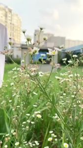 Original Design Cotton T-Shirt Cotton T-Shirt Eimi fukada Front Back