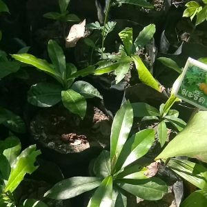 #ต้นมะริด#.ปลูกแล้วได้ประโยชน์เนื้อไม้ลายสวยให้ผลกำไรดี