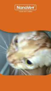 Nanovet® Flea & Tick Powder (80gm)