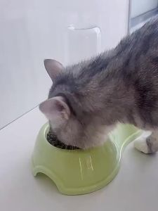 PETWELL Pet Cat Dog bowl 2 in 1 Feeder Bowl Drinking Bottle Full Set Puppy Kitty Food Water Bowls