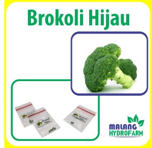 Benih Brokoli Unggulan berkualitas biji bibit hydroponik bunga sawi hidroponik sayuran tanaman sayur