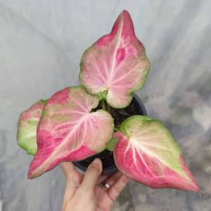 เจ้าสาว บอนสี บอนป้าย Caladium