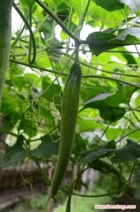 เมล็ดบวบงูบรรจุ 20-30เมล็ดฝักอวบติดดก ยาวน้ำหนักดีสวย