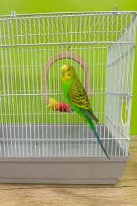 ชิงช้านกไม้ทรงปลา พร้อมเชือกสี นุ่มจับสบาย สำหรับนกหงส์หยก เลิฟเบิร์ด นกเล็ก 24x23 CM