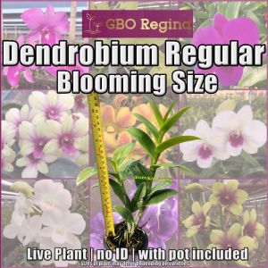 GBO Regina - Orchids: Dendro Regular Blooming Size (no pot included no ID)