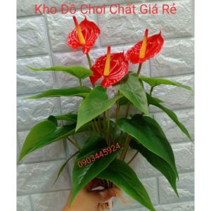 Cây Hồng Môn Cao Cấp Casu 3 Bông Giống Thật tặng kèm chậu nhựa tròn trắng phủ rêu