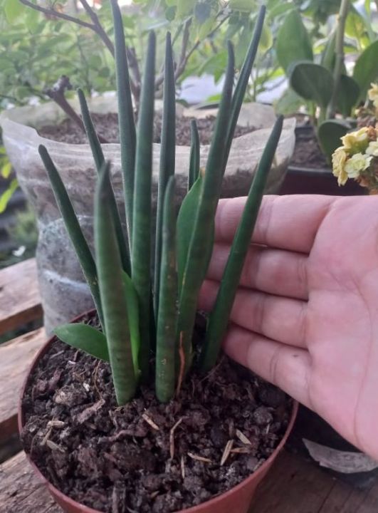 peace lily price Spathiphyllum 'Peace Lily' main image 0
