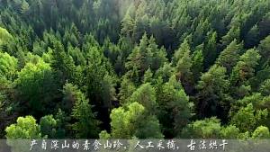 Instant Soup Premium Organic Dried Shiitake Mushrooms and Dried Wood 香菇 木耳 干货