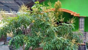 Pupuk ampuh Boster kelengkeng SERBUK DAN KRISTAL READY