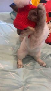 หมวกไหมพรมสำหรับสัตว์เลี้ยง ขนาด3-5เดือน สินค้าพร้อมจัดส่งค่ะ