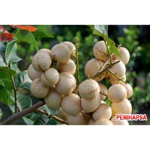 Bibit Kelengkeng Matalada Okulasi Super Cepat Berbuah