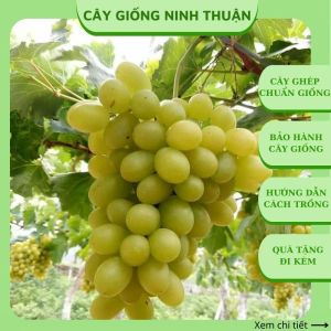 Cây nho giống Xanh trái dài Ninh Thuận leo giàn trồng chậu thùng xốp sân thượng NX02