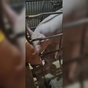 Effective Estrus Induction in Sows  Boar odorant spray 50ML Boar Sows Use Attractant Mate Odorant[Fast Shipping]