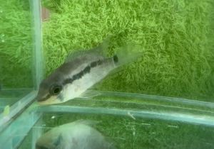 [Livestock] krobia oyapock | Live Pet fishes | Small Medium Animal | Aquarium fish | Aquatic