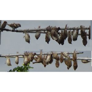 Keo Chim Sẻ Chào Mào Cu Gáy