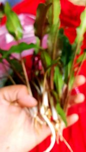 Cripto Weanditi Gren Paket Hemat Tanaman Aquascape