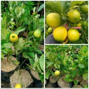 BERBUAH...Bibit Tanaman Jeruk Lemon California Super Berkualitas Unggul Kondisi sudah Berbuah