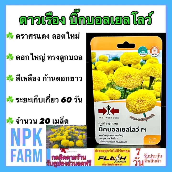 เมล็ดพันธุ์ดาวเรือง บิ๊กบอลเยลโลว์ ดอกทรงลูกบอลสีเหลือง