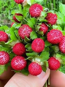 Raspberry Fruit Seeds Legit Seeds of good quality are easy to grow seeds 100% Original Seeds Fresh Non GMO High Yield Suitable for novice growers Seeds can be planted both indoors and outdoors High-quality seeds