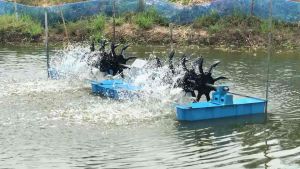 ใบตีน้ำเพิ่มออกซิเจนใบกวักน้ำ8แฉกใบตีน้ำใบน้ำฟู