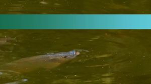 Koi Pond Cleaner Tablets - 25 Pcs. Muck & Sludge Remover Ideal for Koi Fish Pond Maintenance Outdoor Use 8 oz