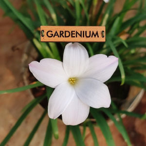 Umbi Bunga Rain Lily Summer Ice - Rainlily Zephyranthes Hybrid