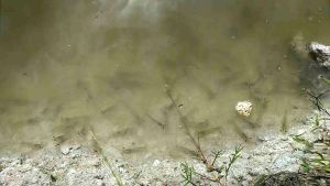 จุลินทรีย์บาซิลลัส บาซิลลัสซับทิลิส bacillus megaterium bacillus licheniformis บำบัดน้ำเสีย ลดสารอินทรีย์ ไม่แนะนำใช้แก้ไขปัญหาขี้ขาว