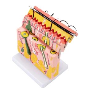 Skin Anatomical Model Skin Layers Anatomy Model 70X Enlarged Anatomical Skin Model for Science Study Patient Education