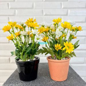 Tanaman Bunga Matahari Mini Variasi Pot Keramik & Pot Melamine Pajangan Dekorasi Meja Ruang Tamu