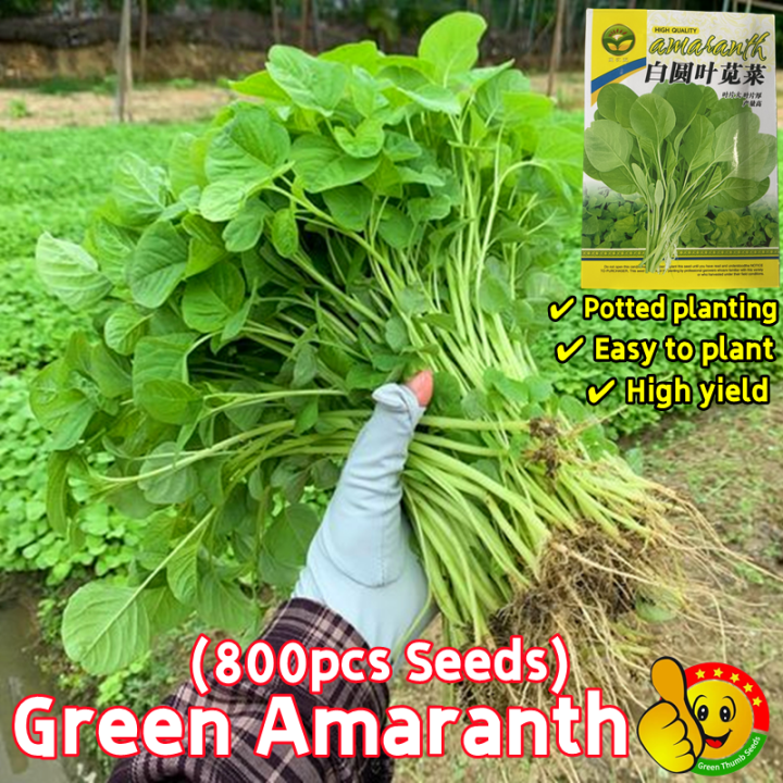 100 Original Round Leaf Green Amaranth Seeds for Sale (Fresh 800pcs