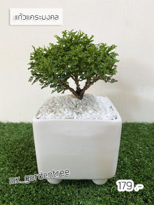 [ต้นไม้จริง] ไม้มงคล บอนไซแก้วแคระมงคล **ต้นไม้คัดฟอร์มสวยทุกต้น**