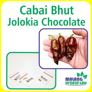 Benih Cabai Bhut Jolokia Chocolate Unggulan Berkualitas biji bibit repack cabe coklat pepper super pedas sambal sambel hydroponik hidroponik tanaman berbiji pot