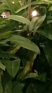 Kaos Crop Top Wanita: T-Shirt Korea Fashion & Baju Polos Katun Santai