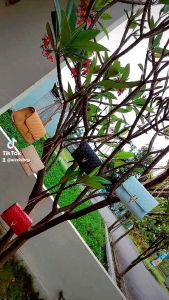 tas selempang AMEENA tas wanita murah slingbag tas rantai ulir korean style
