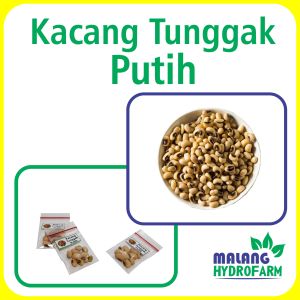 Benih Kacang Tunggak Putih  Unggulan Berkualitas biji bibit repack sayuran sayur panjang hidroponik hydroponik tanaman tolo pot