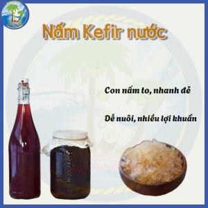 [20g] NẤM KEFIR NƯỚC ĐƯỜNG / NƯỚC MÍA – DỄ NUÔI DỄ NHÂN UỐNG LÀ MÊ 🌿
