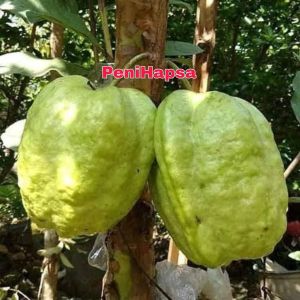 Bibit Jambu Biji Farang