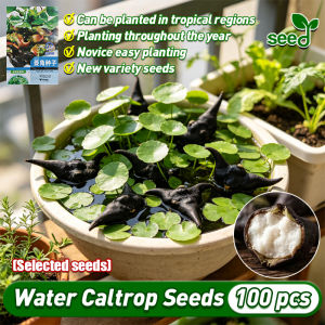[Selected Seeds] 100pcs/pack Authentic Water Caltrop Seeds for Planting (Fast Growing)‌ Organic Water Caltrop Seeds for Pot Gardening Herb Seeds Potted Water Caltrop Live Plant Seeds Bonsai Veggie Seeds FOR PLANTING/HYBRID/EASY TO GROW/HIGH YIELDING