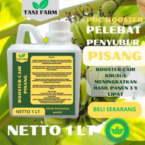 Pupuk Semprot Pelebat Buah PISANG Pupuk Pelebat Buah PISANG Pupuk Penyubur Buah PISANG ZPT