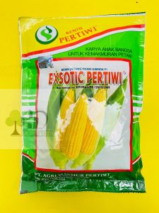 Benih jagung manis exsotic pertiwi isi 1750 butir randemen tinggi dan tahan bulai.