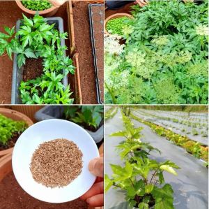 Hạt Giống Cây Sâm Đương Quy – Túi 100 Hạt