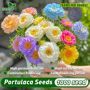 800pcs/pack Multi Petal Mixed Portulaca Seed for Planting Flowers Moss Rose Flower Seeds for Gardening Bonsai Seeds Potted Flowering Plants Seeds Garden Flower Plant Seeds Double Petals Portulaca Live Plant Indoor Plants Real Plants Easy To Grow Flowers