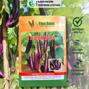 Benih Terong AJISAKA F1 10 Gram Asli Cap TIGA DAUN Lebat & Toleran penyakit