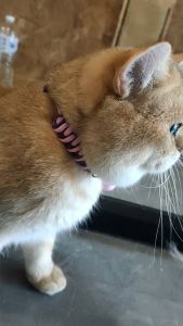 ปลอกคอ หมา แมว กระดิ่งแมว ปลอกคอเชือก ปลอกคอน่ารัก ปลอกคอน้องแมว ปลอกคอน้องหมา